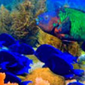 Beste…van het WEST!
Duik Avontuur