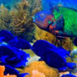 Black Coral Garden and Watamula dive