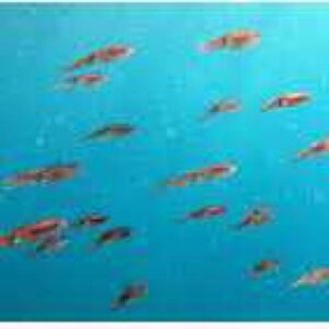 Duikreis met dubbele tank