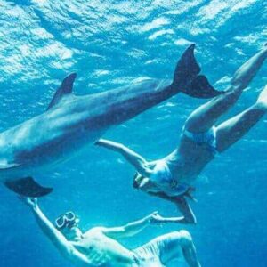 Dolphin Free Dive