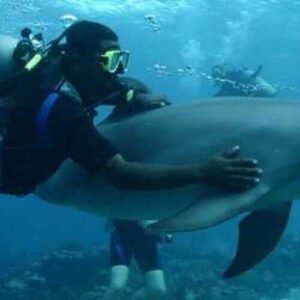 Dolphin Scuba Encounter