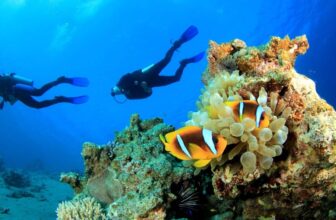 3 divespots you must visit when diving on Curacao