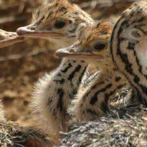 Grotten van Hato, Struisvogelboerderij, Chichifabriek & Aloë Vera