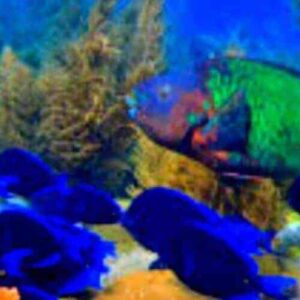 Miramar Fuikbay Reis