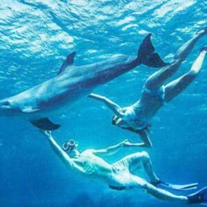 Open Water Dolphin Dive
