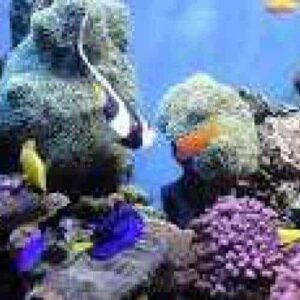 Duik naar de superieure producent