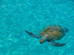 Discover the Magic of Curaçao with Our Full Day Island Tour