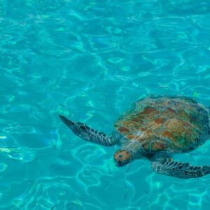 Discover the Magic of Curaçao with Our Full Day Island Tour