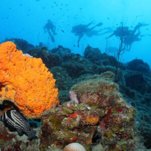 Experience the Thrill of a 2 Tank Guided Dive at Blue Bay Dive & Watersports