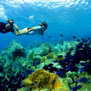Verken de onderwaterwereld van Curaçao: Blue C Snorkeltrip van een halve dag