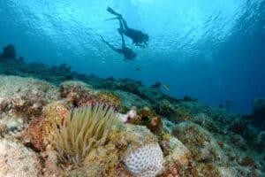 Dive into Adventure with the PADI Open Water Course at Blue Bay Dive & Watersports