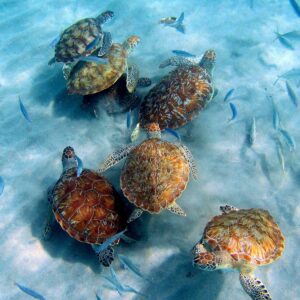 Ontdek de Westpoint Snorkel/Duik Tour met Jan Thiel Duiken