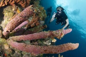 Complete Your PADI Open Water Certification in Curacao with Blue Bay Dive & Watersports