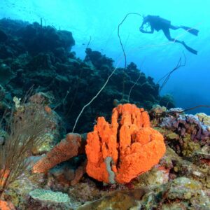 Duik in avontuur met de PADI Open Water Cursus bij Blue Bay Dive & Watersports op Curaçao