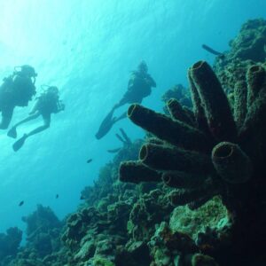 Ontdek de PADI Scuba Diver Cursus bij Coral Divers op Curaçao
