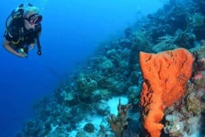 Verfris je duikvaardigheden met Coral Divers op Curaçao