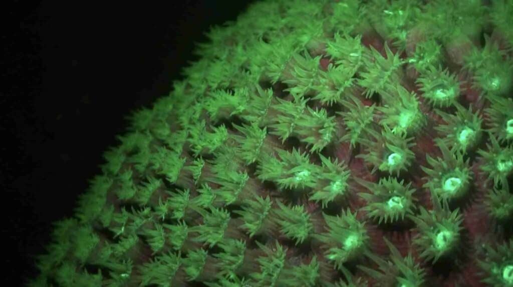 Ervaar de magie van fluorescerend nachtduiken op Curaçao