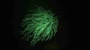 Experience the Magic of Fluorescent Night Diving in Curaçao