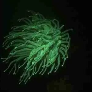 Ervaar de magie van fluorescerend nachtduiken op Curaçao