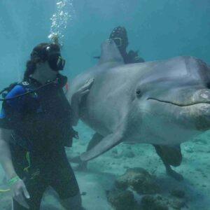 Beleef de Lagune Dolfijnduik op Curaçao