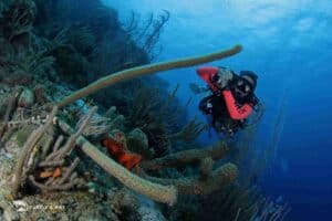 Discover the Ultimate Diving Experience with the 5 Days of 2 Tank Boat Diving in Curaçao
