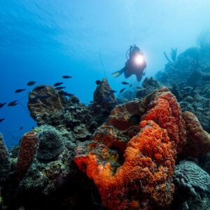 Boutique duiken op Curaçao: Een persoonlijke ervaring