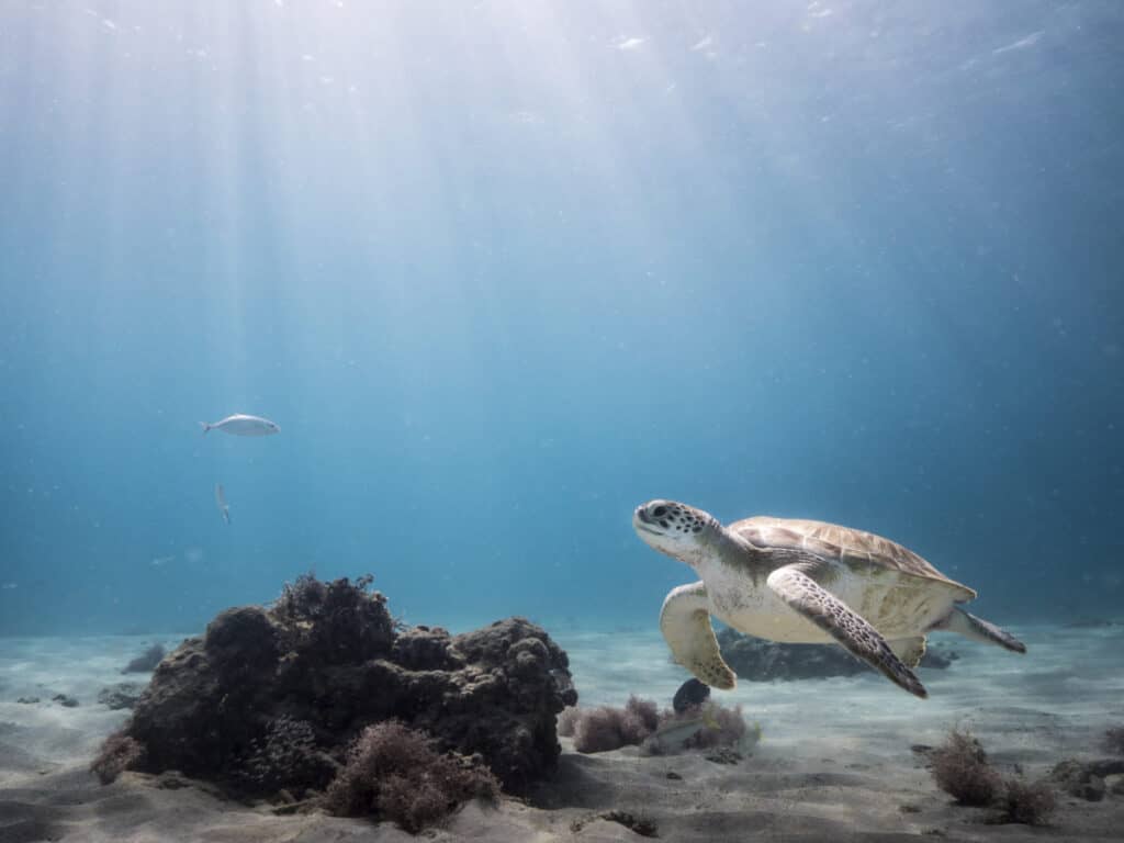 DUIKERS VAN DE CARIBBEAN