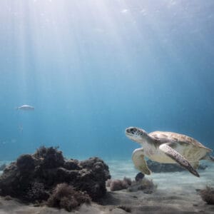 DUIKERS VAN DE CARIBBEAN
