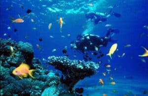 Bas Harts Diving Curacao