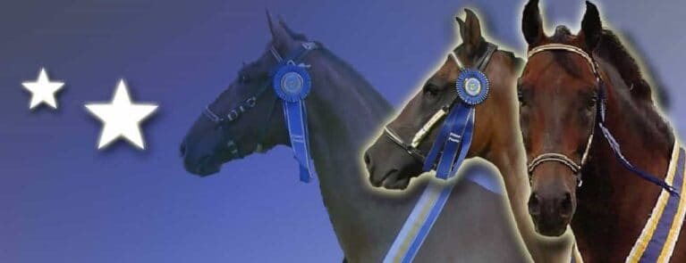 Criadero El Hijo de David