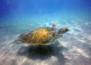 Discover the Thrilling Underwater World in Curaçao with Duikcentrum van de Ven