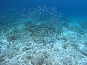 Experience the Thrill of the AquaCat & Underwater Scooter Adventure in Curaçao