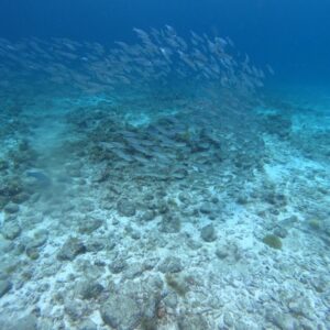 Ervaar de sensatie van de AquaCat & onderwaterscooter op Curaçao