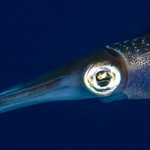 Dive into Curaçao: A Wonderland of Diving