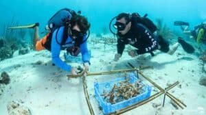 Guided Shore Diving at LionsDive Beach Resort