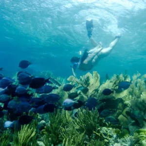 Discover the Beauty of Curacao with Our Underwater Picture