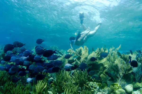 Discover the Beauty of Curacao with Our Underwater Picture
