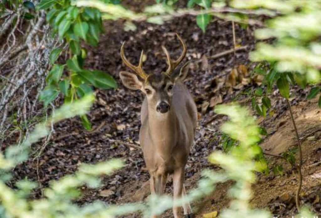 Ontdek de sensaties van Nationaal Park Christoffel met CuracaoTodo.com