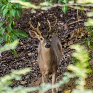 Ontdek de sensaties van Nationaal Park Christoffel met CuracaoTodo.com