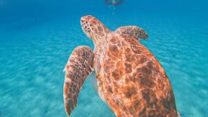 Turtle Bay Boat Excursion: A Must-Do Adventure in Curacao