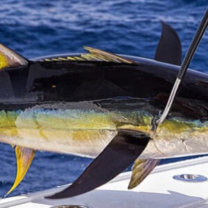 Tuna Fishing Adventure in Curaçao