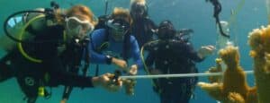 Coral Restoration Foundation Curacao