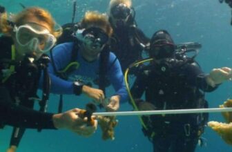 Coral Restoration Foundation Curacao