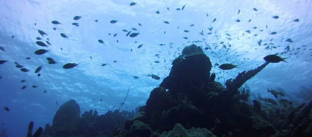 Dive Without Tanks: Experience the PETER Diving System in Curaçao