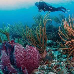 Ontdek de onderwaterwereld van Curaçao met de Snorkelset van Go West Diving