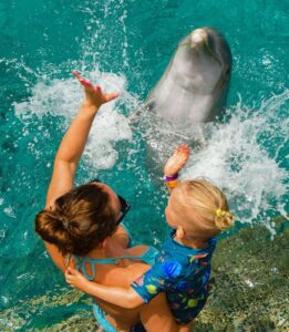 Discover the Magic of Dolphin Snorkeling in Curaçao