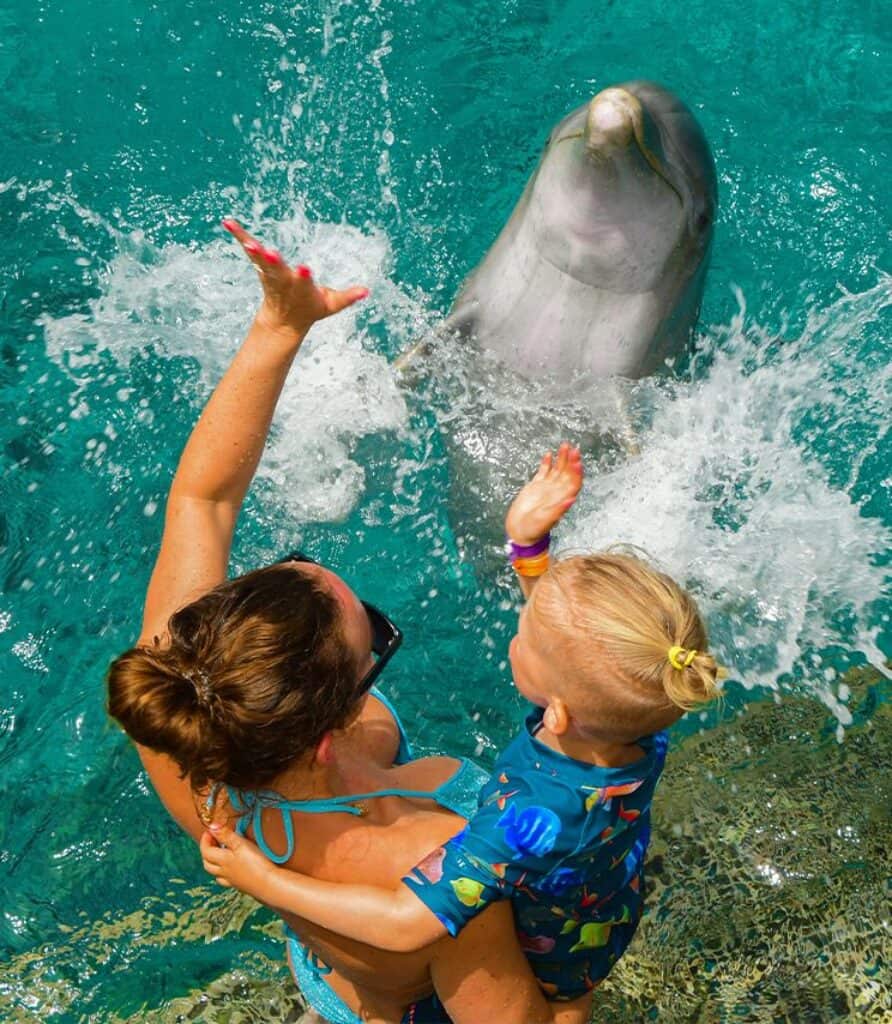 Discover the Magic of Dolphin Snorkeling in Curaçao