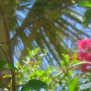 Experience Ultimate Relaxation: Book Your Yoga Retreat in Curaçao