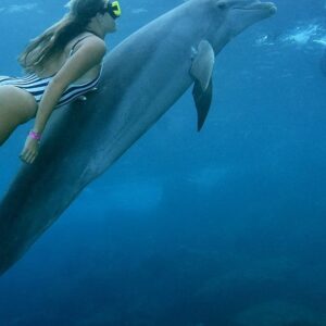 Duiken met dolfijnen op Curaçao: Een onvergetelijk avontuur