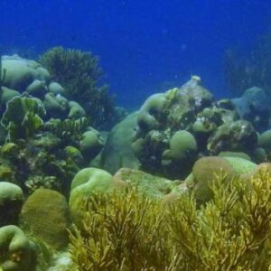 Discover the Scuba Diver Program in Curacao